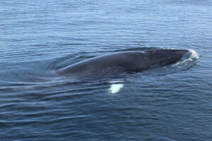 observação de baleias