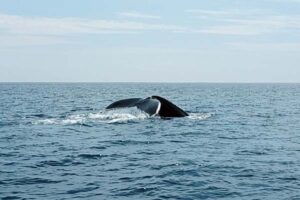 observação de baleias