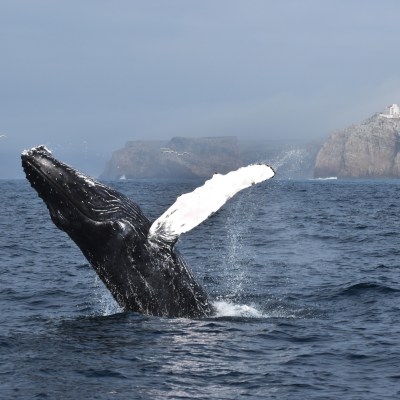 Whale breaching near a rocky coastline with a lighthouse in the background.