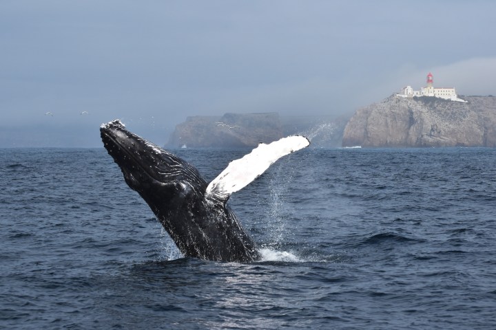 Whale breaching near a rocky coastline with a lighthouse in the background.
