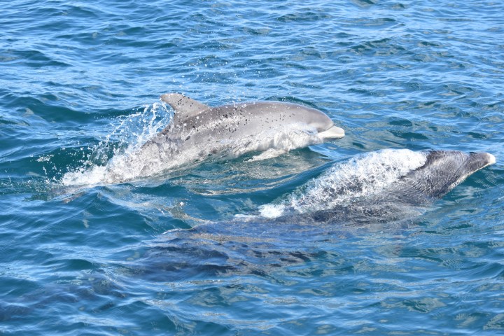 Two dolphins swimming in blue ocean water with splashes.