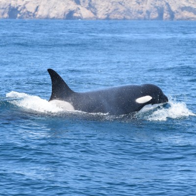 Orca swimming in ocean with rocky coastline in background.