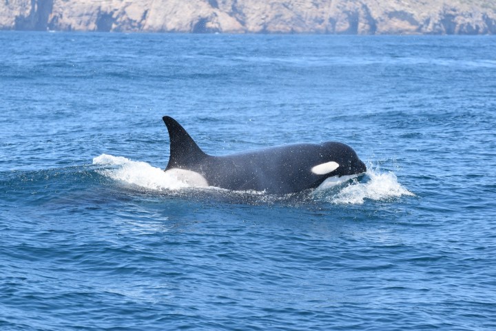 Orca swimming in ocean with rocky coastline in background.