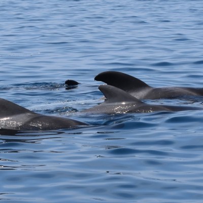 Three dolphins swimming together on the ocean's surface.
