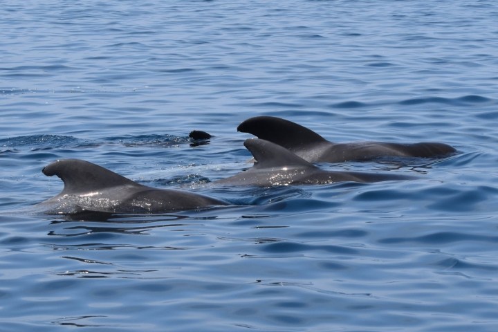 Three dolphins swimming together on the ocean's surface.