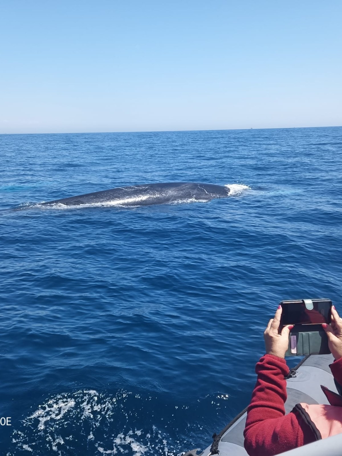 Spectators on boat watch a whale surfacing in the ocean.