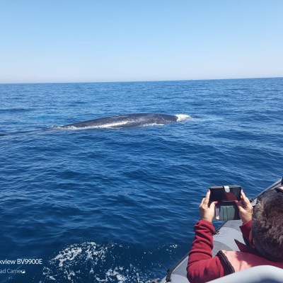 Spectators on boat watch a whale surfacing in the ocean.
