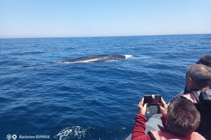Spectators on boat watch a whale surfacing in the ocean.