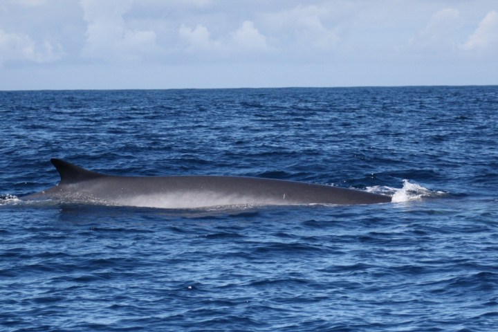 Fin whale surfacing in the ocean under a cloudy sky.