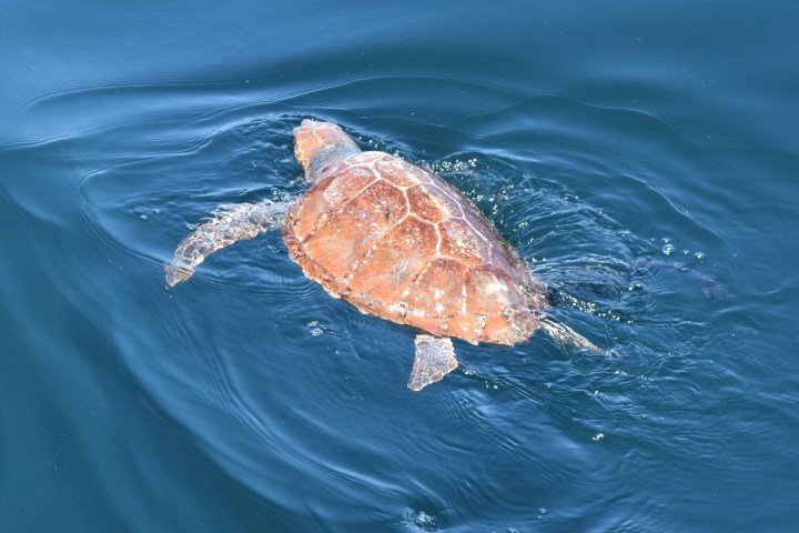 Sea turtle swimming in clear blue water, top view.