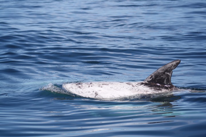 Dolphin swimming with dorsal fin above water in the ocean.