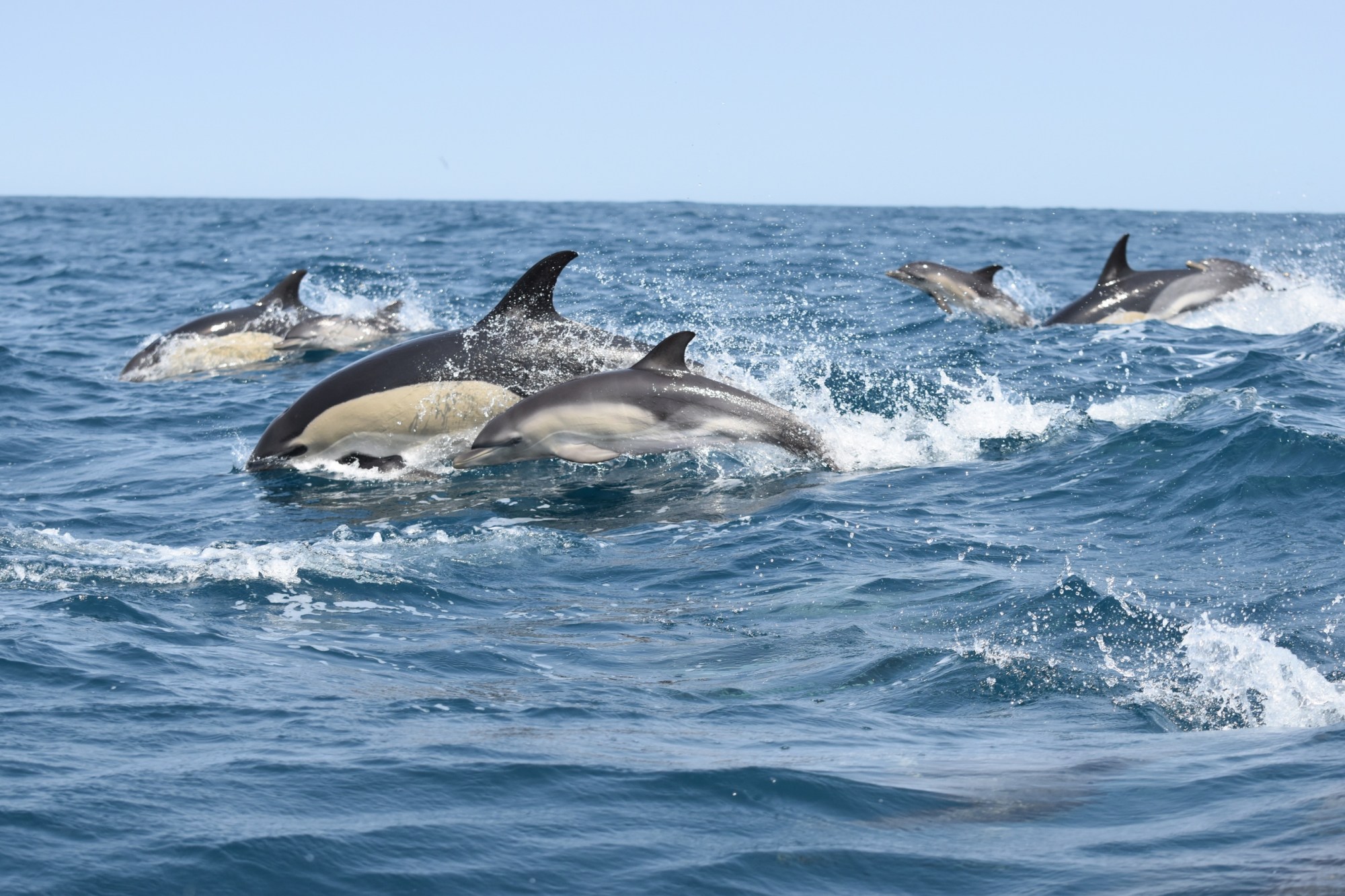 A group of dolphins jumping through ocean waves under a clear blue sky.