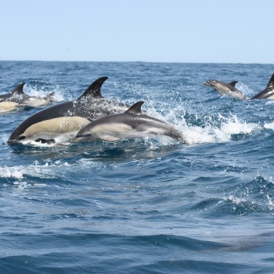 A group of dolphins jumping through ocean waves under a clear blue sky.