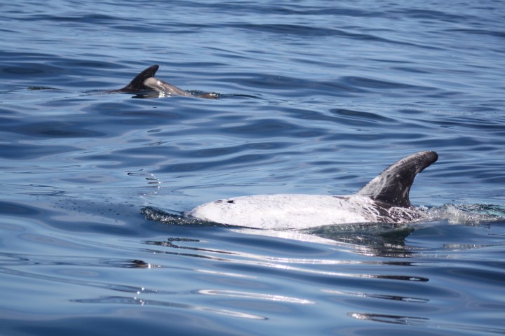 Two dolphins swimming in calm ocean waters, dorsal fins visible above surface.