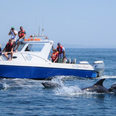People on a boat watching dolphins swim nearby in the ocean.