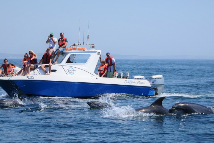 People on a boat watching dolphins swim nearby in the ocean.
