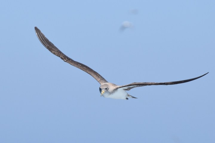 Bird with long wings flying against a clear blue sky.