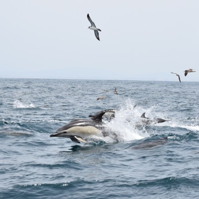 Dolphins swimming in ocean with seagulls flying overhead on a clear day.