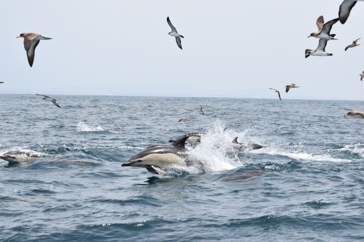 Dolphins swimming in ocean with seagulls flying overhead on a clear day.