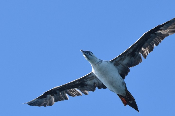 A large bird with outstretched wings soaring against a clear blue sky.
