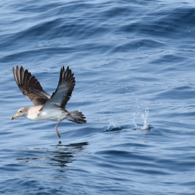 Bird flying low over ocean water with wings extended, creating small splashes on the surface.