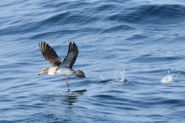 Bird flying low over ocean water with wings extended, creating small splashes on the surface.