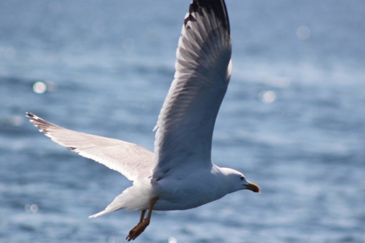 Seagull flying over the ocean with wings outstretched.